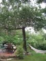 Le chêne de la terrasse