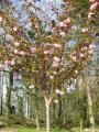 cerisier à fleurs