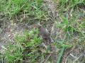 Une petite souris se promène tranquillement.