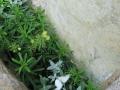 papillon blanc sur ibéris