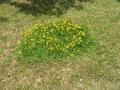 Une touffe de fleurs sauvages pargne par la tondeuse