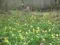 Les coucous envahissent un coin de jardin