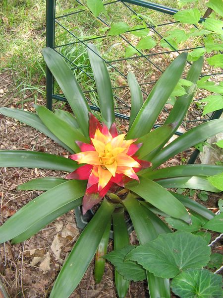 guzmania