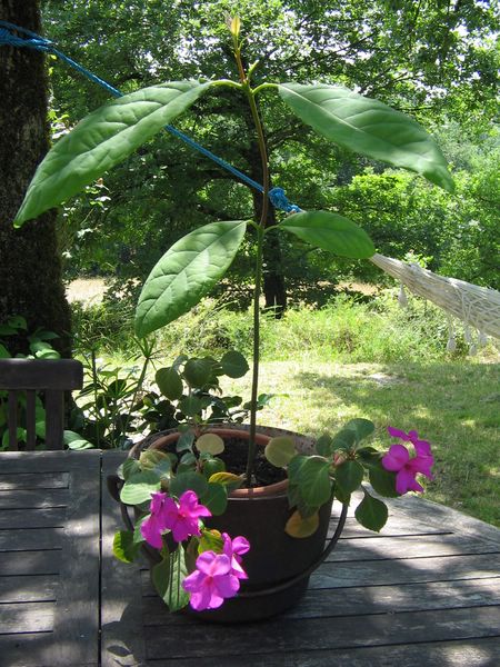 avocat et impatiens