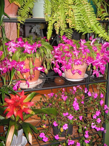 coin fleuri dans la maison en hiver