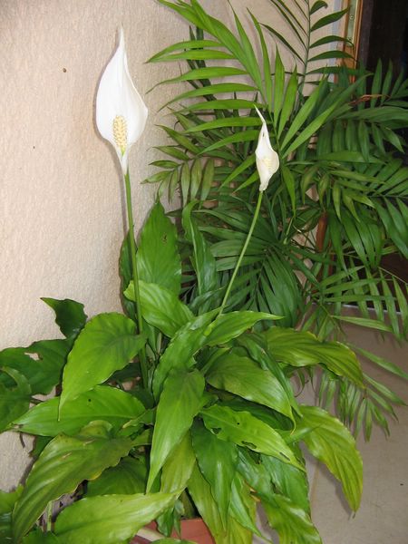 Le spathiphyllum a refleuri