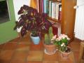 coléus, cactus et bégonia