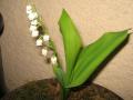 Brin de muguet qui a fleuri en février 2008!