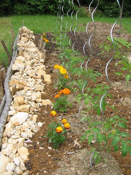 première fleur sur un plant de tomate