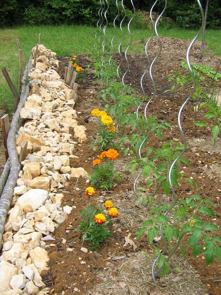 premire fleur sur un plant de tomate