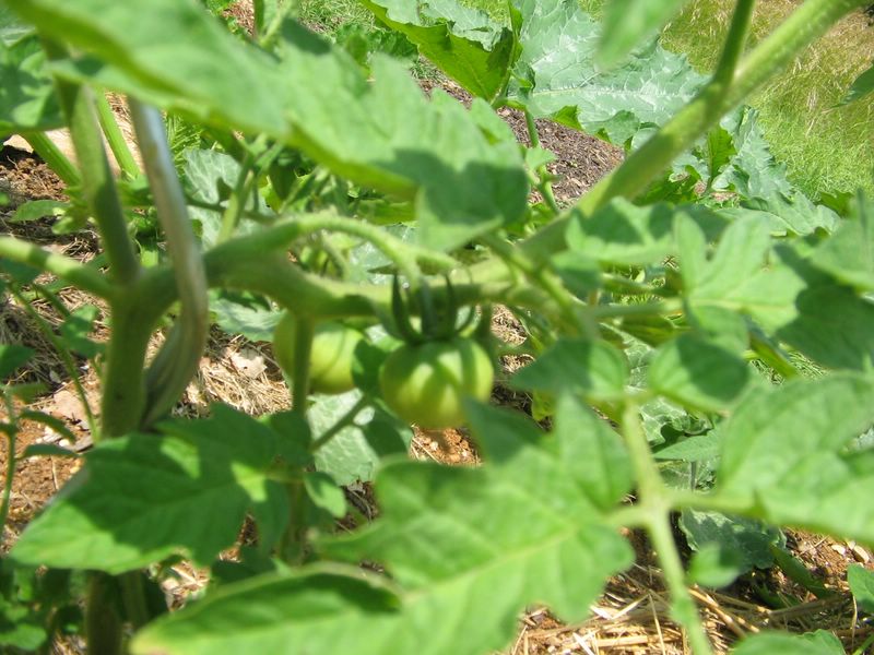 Les deux premières tomates