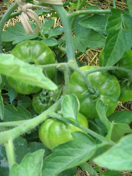 tomates au 27 juin 2007