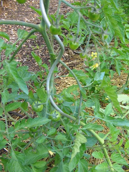 tomates cerises le 27 juin 2007