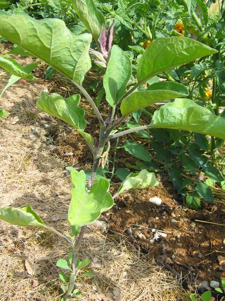 aubergine en manque de soleil