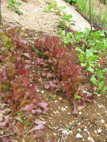 salades à couper