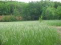 une partie de la prairie o se trouve le potager