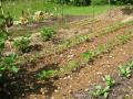les haricots commencent à pousser