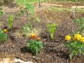 céleri et oeillets d'Inde près des tomates