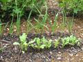 ail et radis près des groseillers