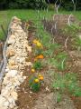 premire fleur sur un plant de tomate