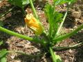 Les courgettes apparaîssent.
