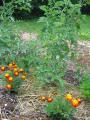 tomates en bonne compagnie