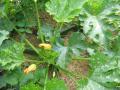 courgettes le même jour