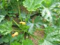 courgettes le mme jour