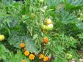 Les tomates commencent à mûrir mi-juillet 07