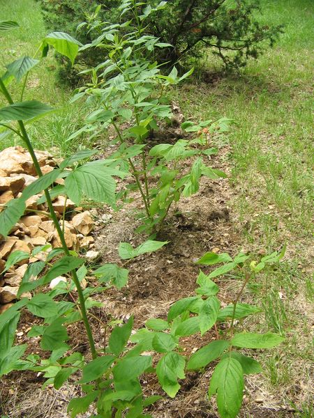 promesse de framboises...