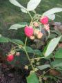 Premières framboises