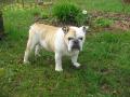 Mon vieux bulldog mdite dans le jardin