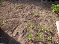 melons, courgettes, céléris, poivrons 18 06 07 web