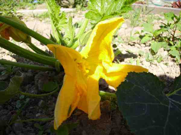 fleur courgette 13 07 07 web