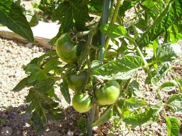 tomates 13 07 07 web