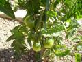 tomates 13 07 07 web