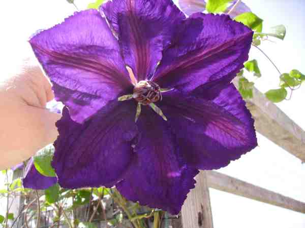 fleur clémat 24 04 07 web