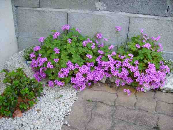 oxalis et azalée 24 04 07 web