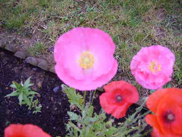 coquelicot 16 07 07 web