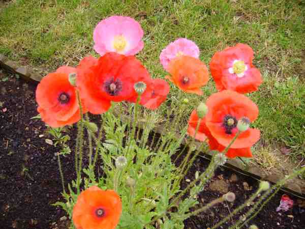 coquelicots 16 07 07 web