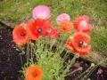 coquelicots 16 07 07 web