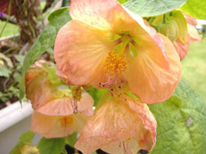 abutilon