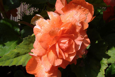 begonias1