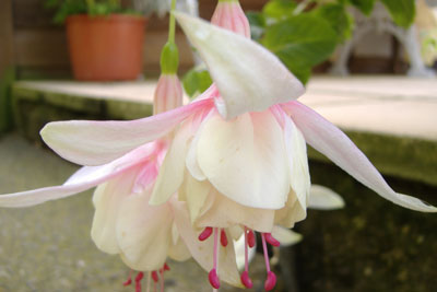 fushia1