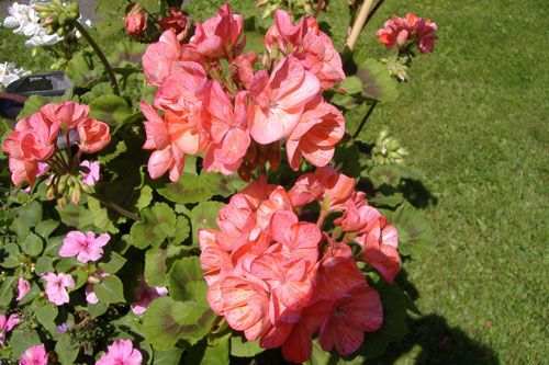 geranium-rose