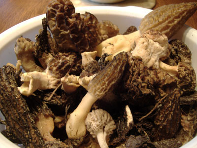 morilles3