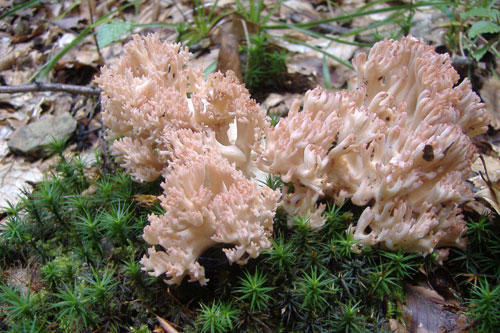 ramaria-botytris