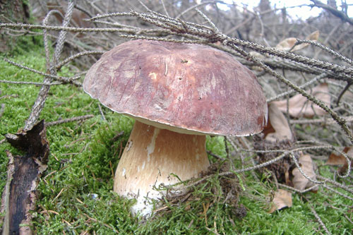 boletus-pinicola