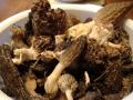 morilles3