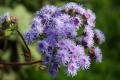 ageratum